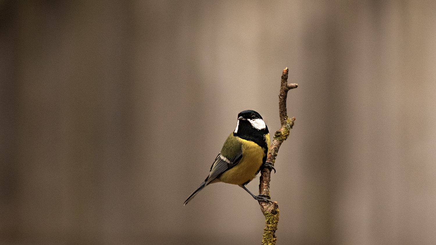 Great Tit